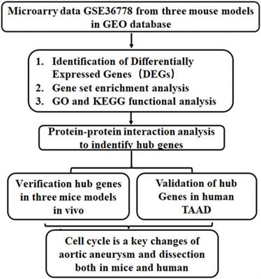 Bioinformatics Analysis Reveals Cell Cycle-Related Gene Upregulation in Ascending Aortic Tissues From Murine Models